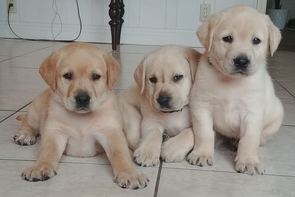 Labrador Retriever Puppies breeder image 12