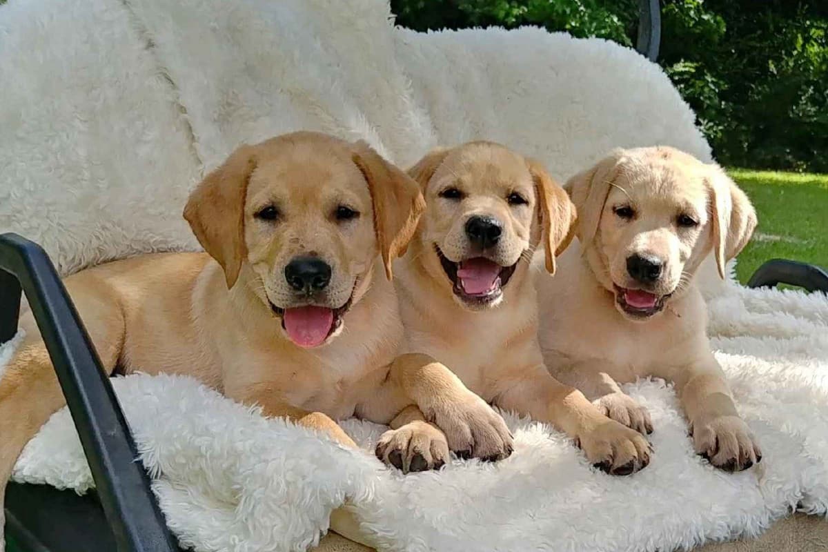 Labrador Retriever Puppies breeder image 8