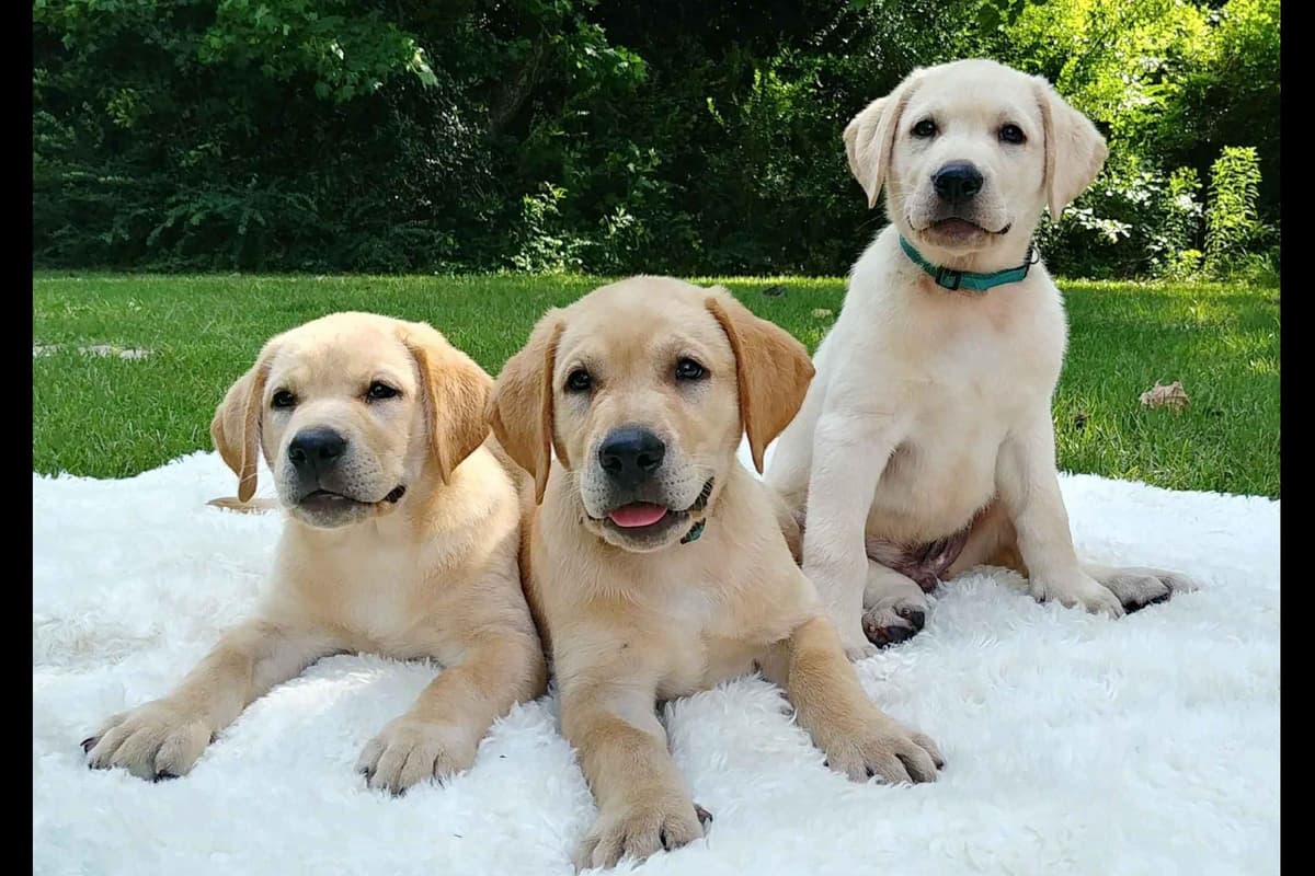 Labrador Retriever Puppies breeder image 9