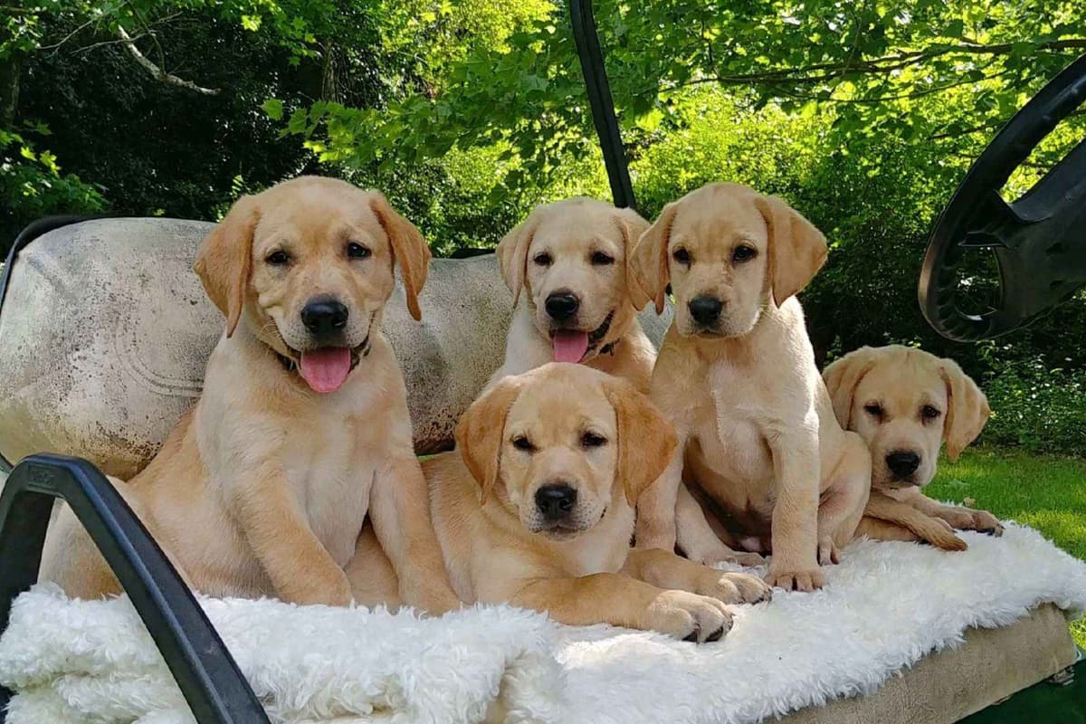 Labrador Retriever Puppies breeder image 10