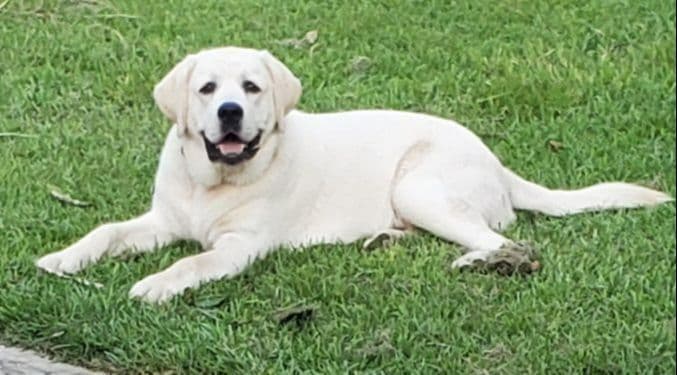 Labrador Retriever Puppies breeder image 1