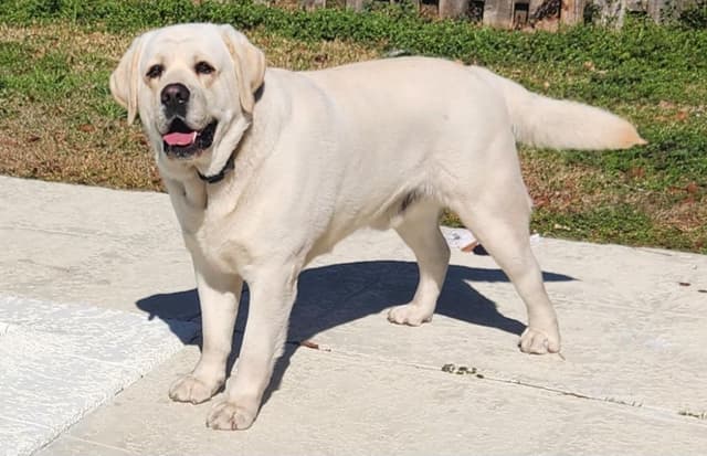 Labrador Retriever Puppies media 7