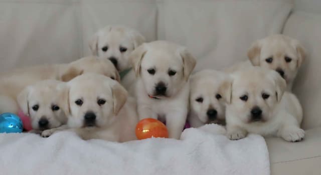 Labrador Retriever Puppies media 5