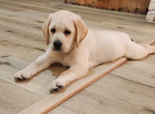 Labrador Retriever Puppies media 8