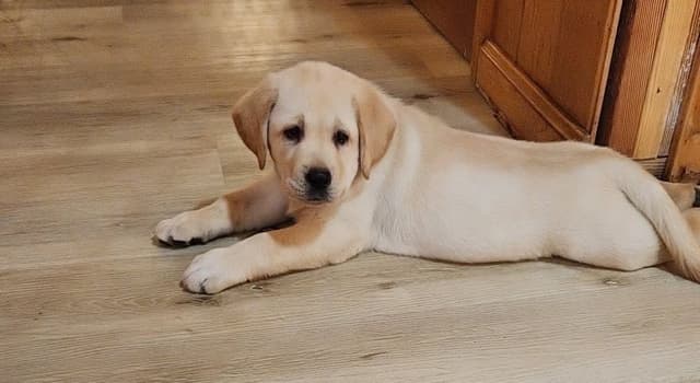 Labrador Retriever Puppies media 9