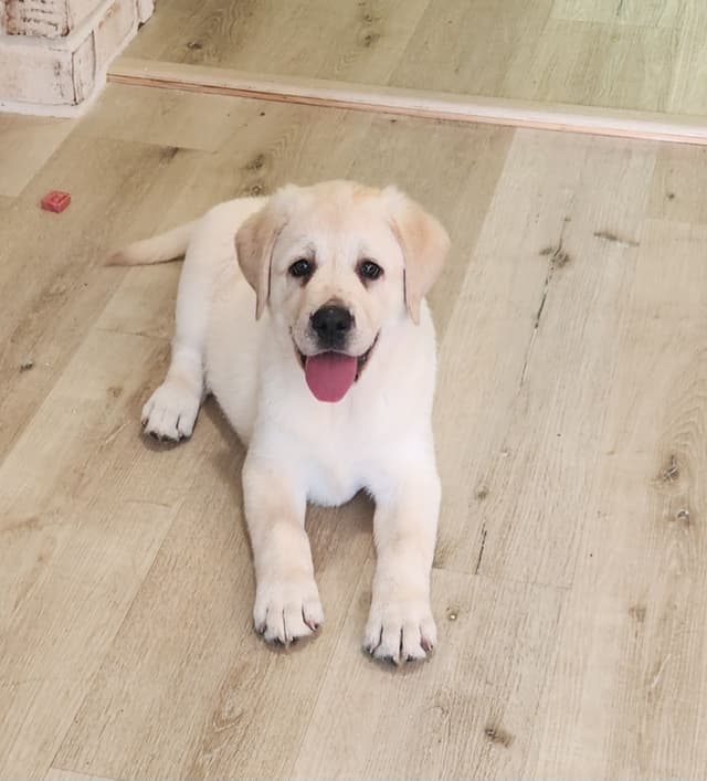 Labrador Retriever Puppies media 4