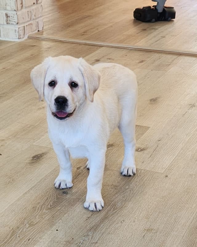 Labrador Retriever Puppies media 3