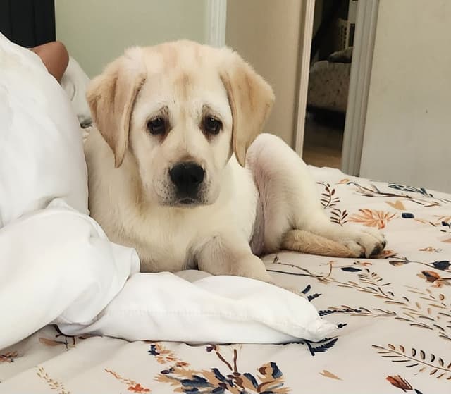 Labrador Retriever Puppies media 10