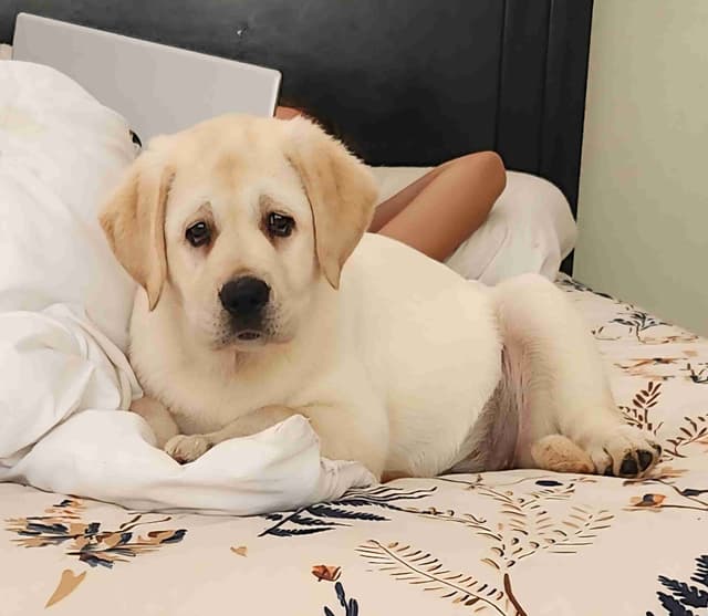 Labrador Retriever Puppies media 2
