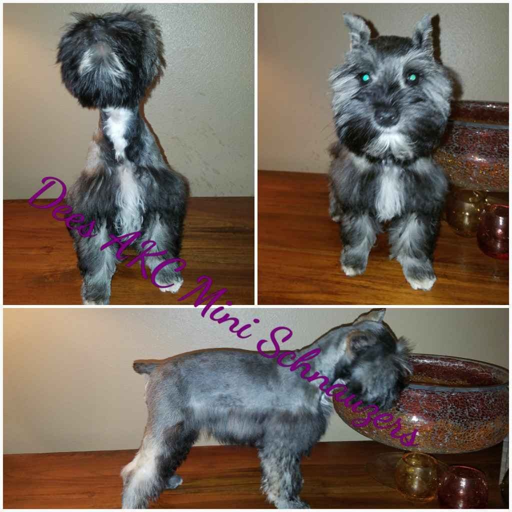 Dees Schnauzers- mini schnauzer pups breeder image 3