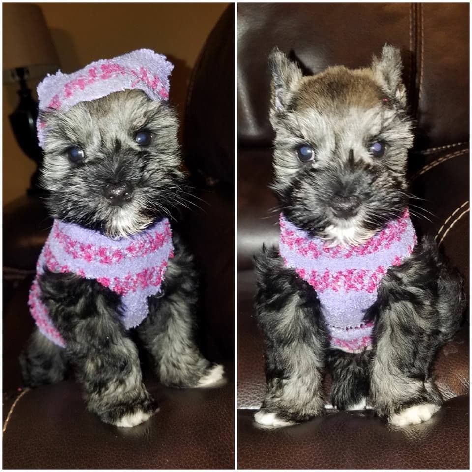 Dees Schnauzers- mini schnauzer pups breeder image 2