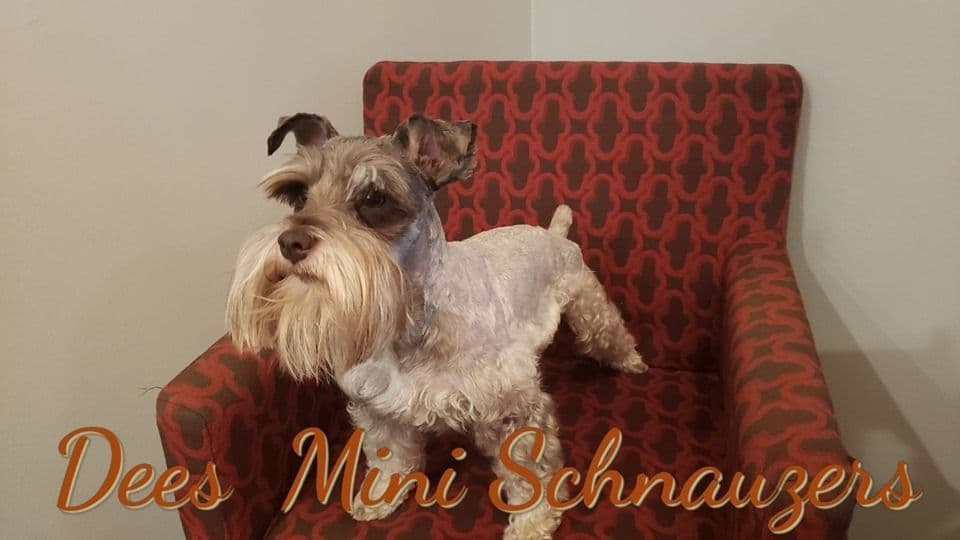 Dees Schnauzers- mini schnauzer pups breeder image 4