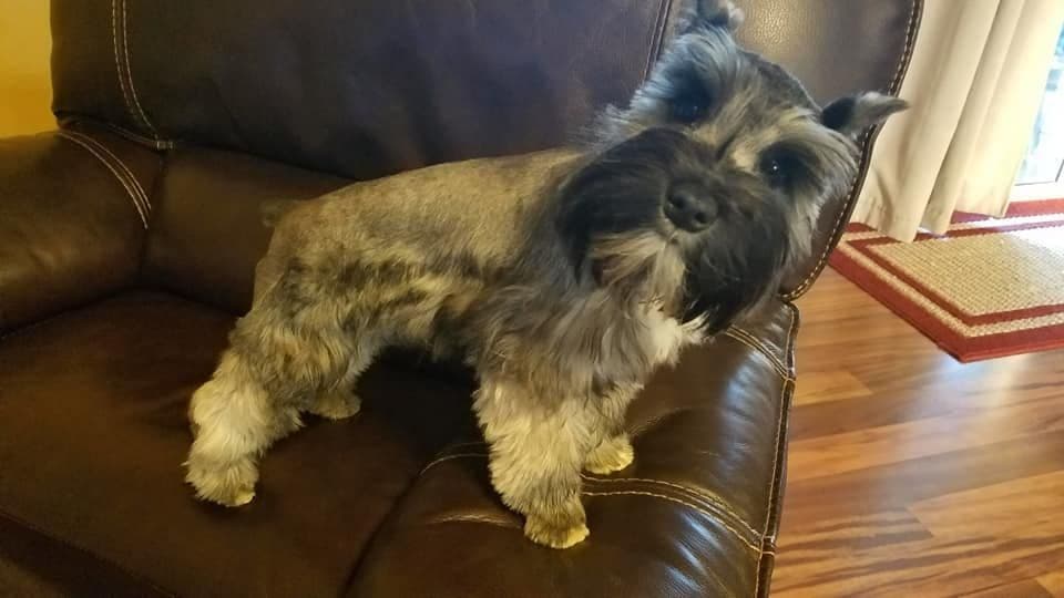 Dees Schnauzers- mini schnauzer pups breeder image 5