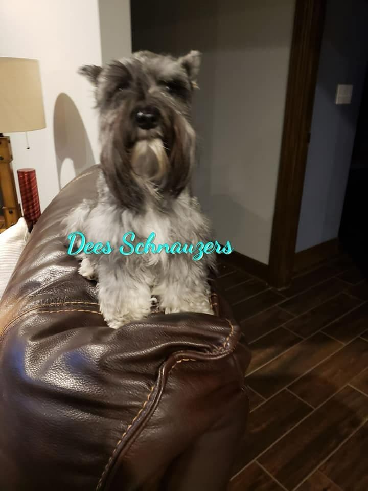 Dees Schnauzers- mini schnauzer pups breeder image 7