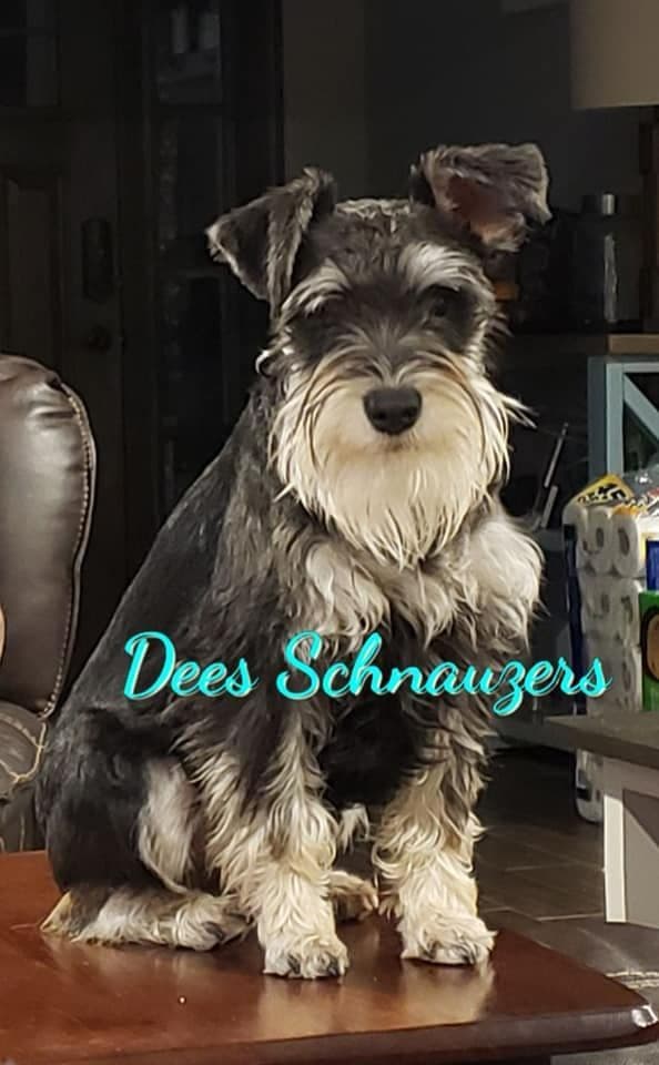 Dees Schnauzers- mini schnauzer pups breeder image 6