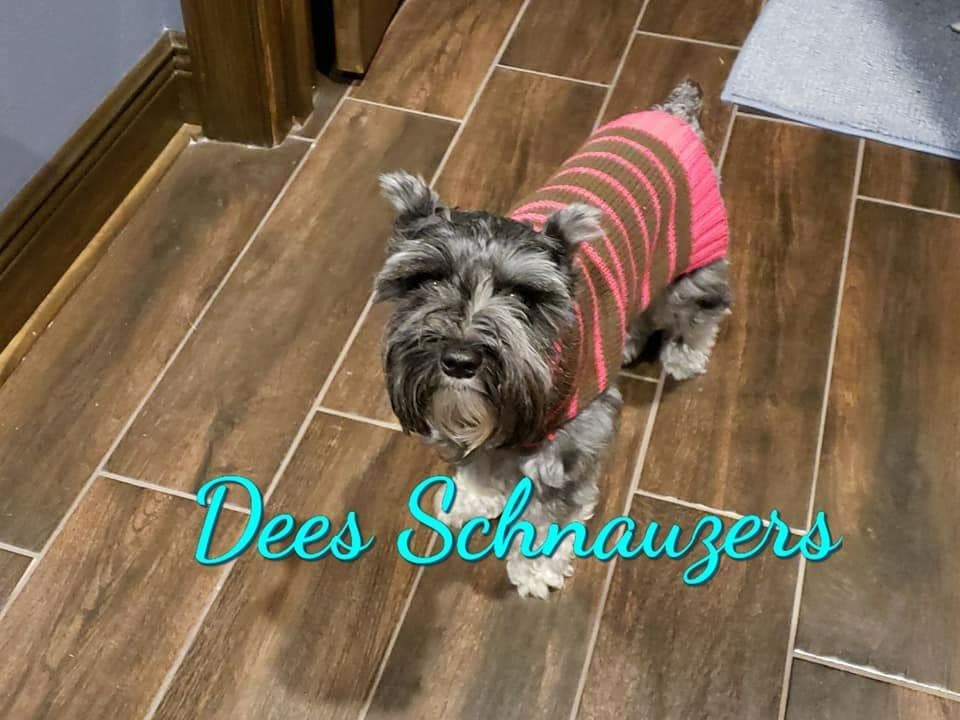 Dees Schnauzers- mini schnauzer pups breeder image 1