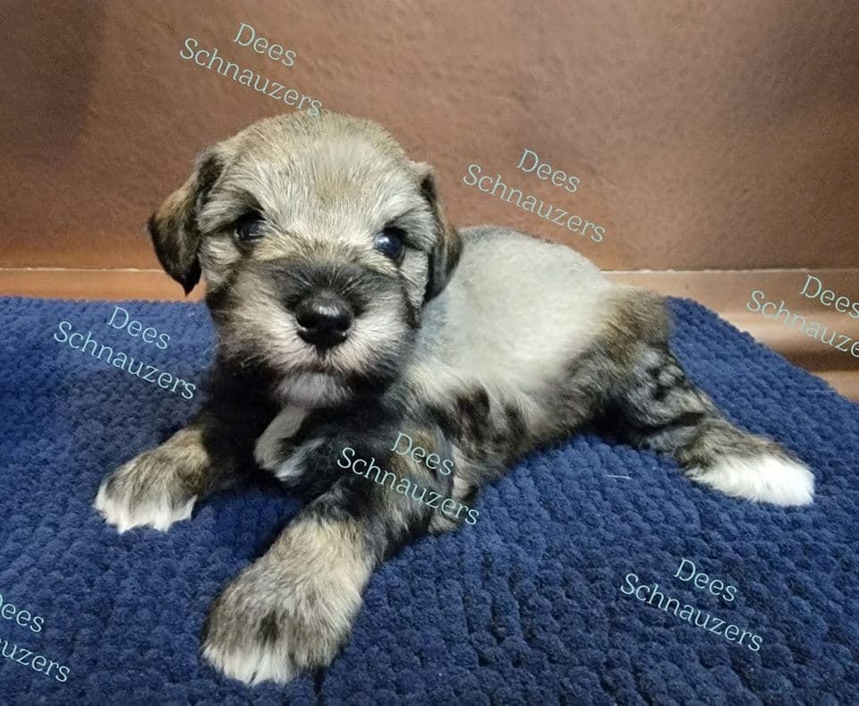 Dees Schnauzers- mini schnauzer pups breeder image 8