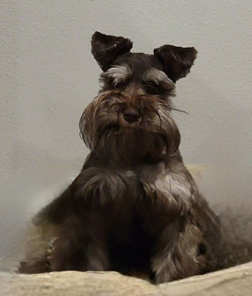 Dees Schnauzers- mini schnauzer pups breeder image 9