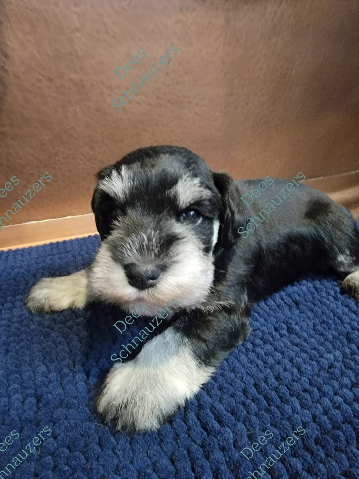 Dees Schnauzers- mini schnauzer pups breeder image 11