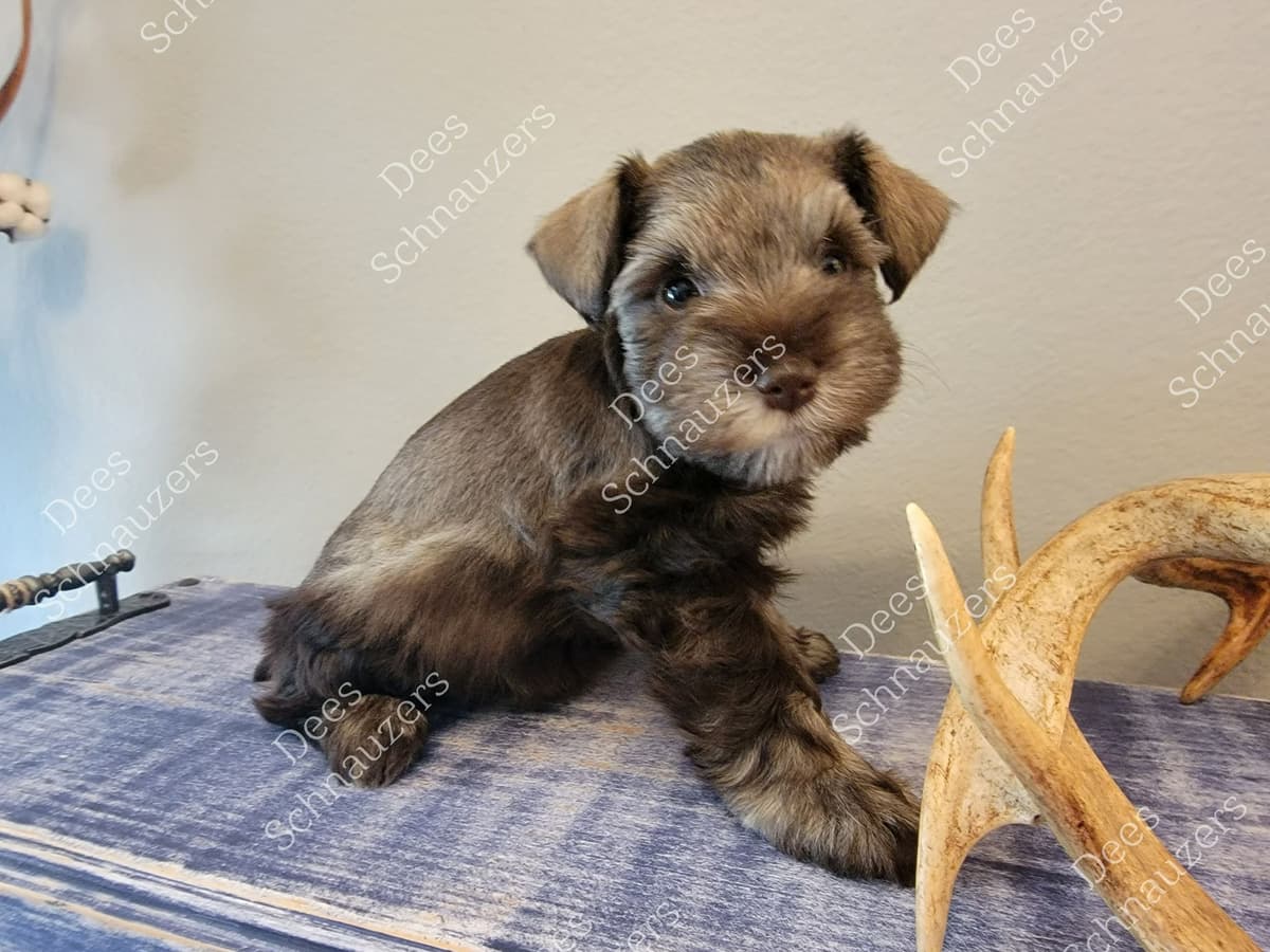 Dees Schnauzers- mini schnauzer pups breeder image 12
