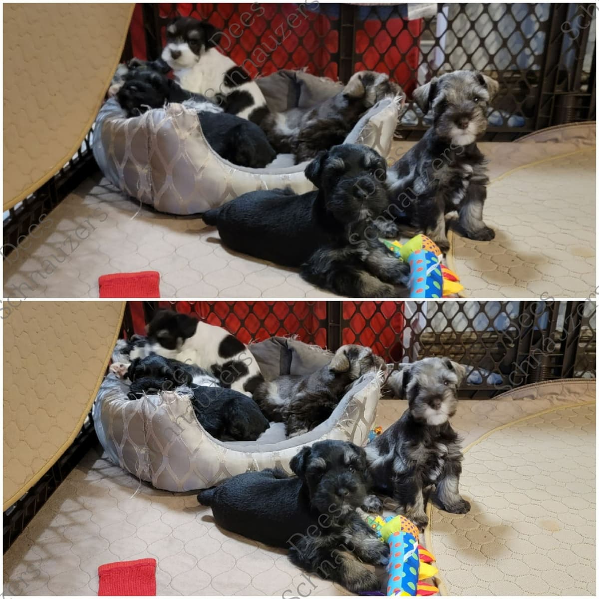 Dees Schnauzers- mini schnauzer pups breeder image 13