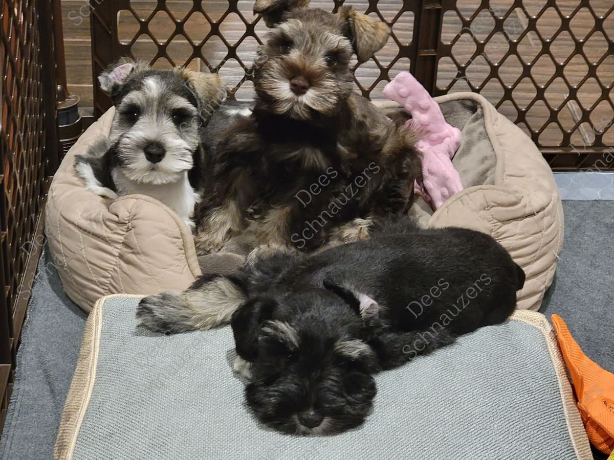 Dees Schnauzers- mini schnauzer pups breeder image 15