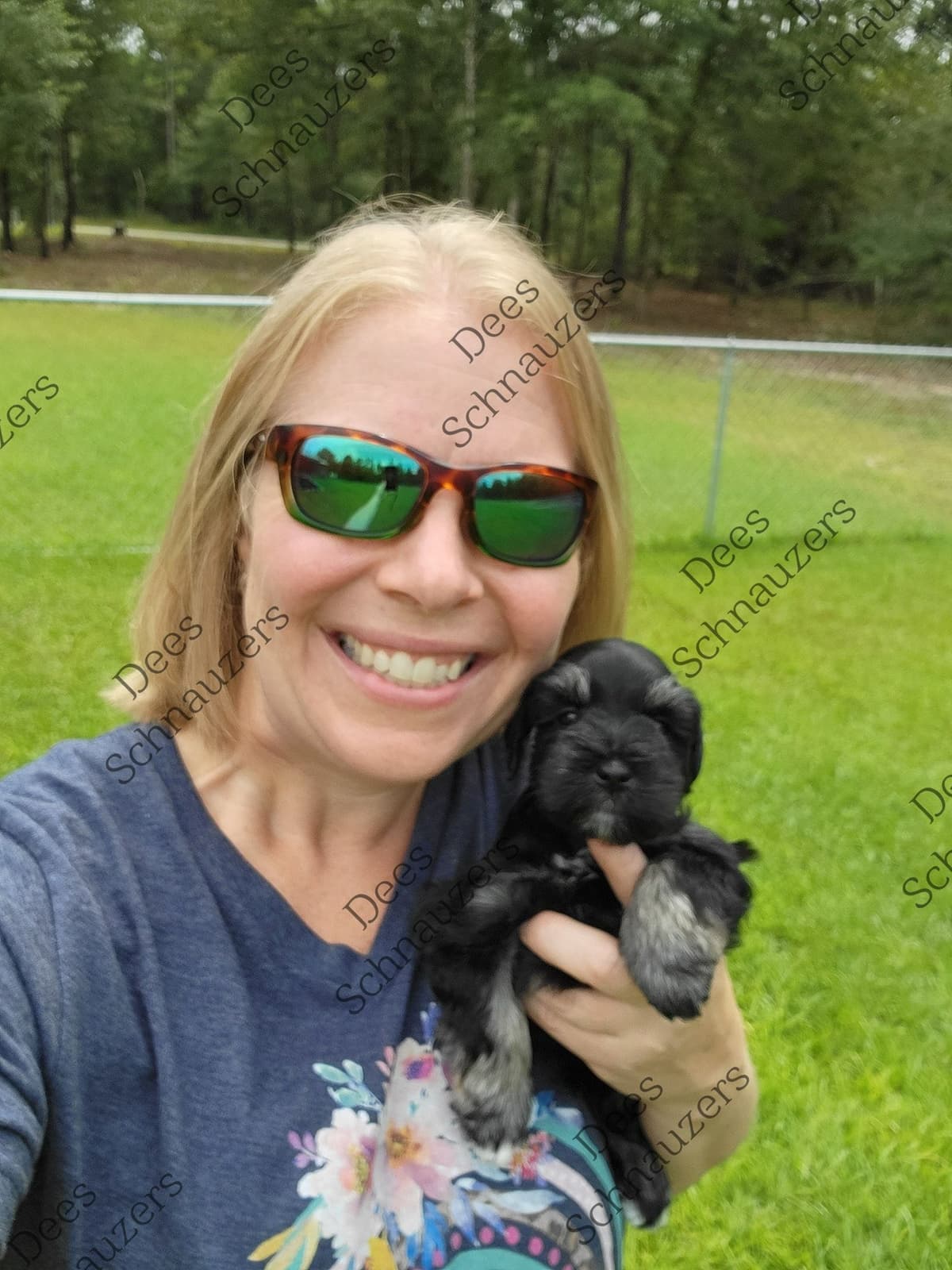 Dees Schnauzers- mini schnauzer pups breeder image 14