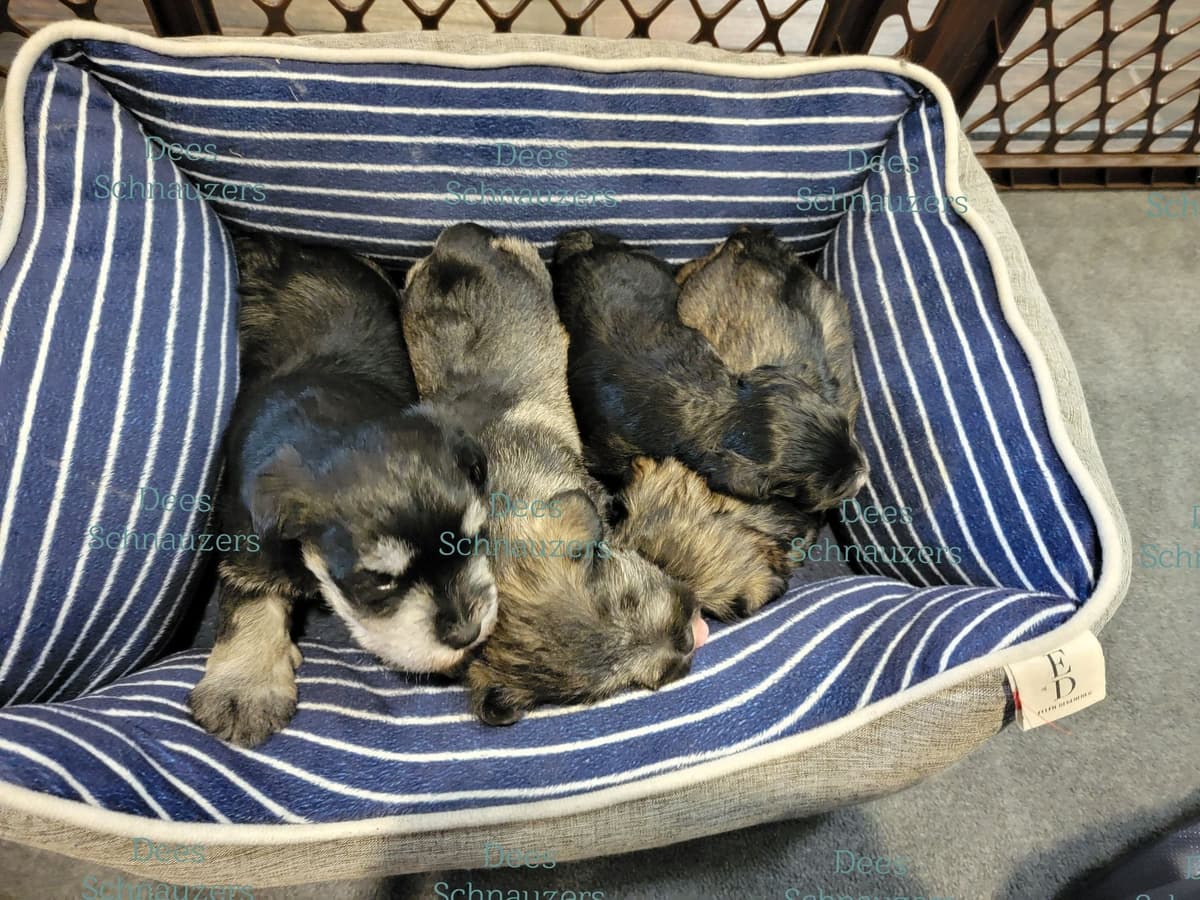 Dees Schnauzers- mini schnauzer pups breeder image 17