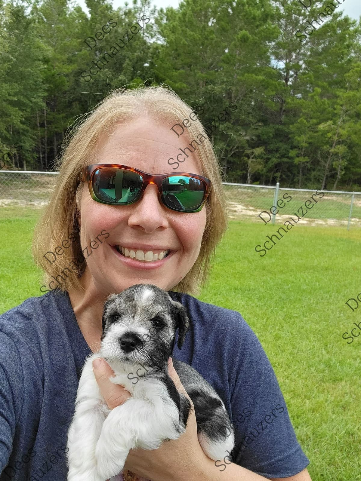 Dees Schnauzers- mini schnauzer pups breeder image 18