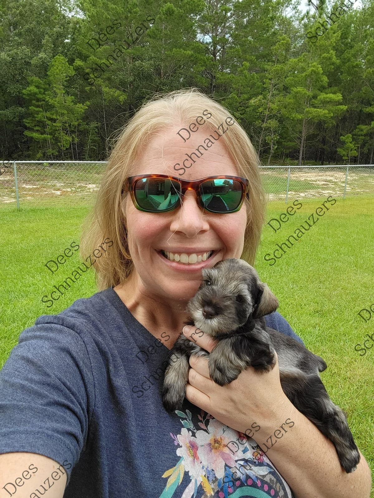 Dees Schnauzers- mini schnauzer pups breeder image 19