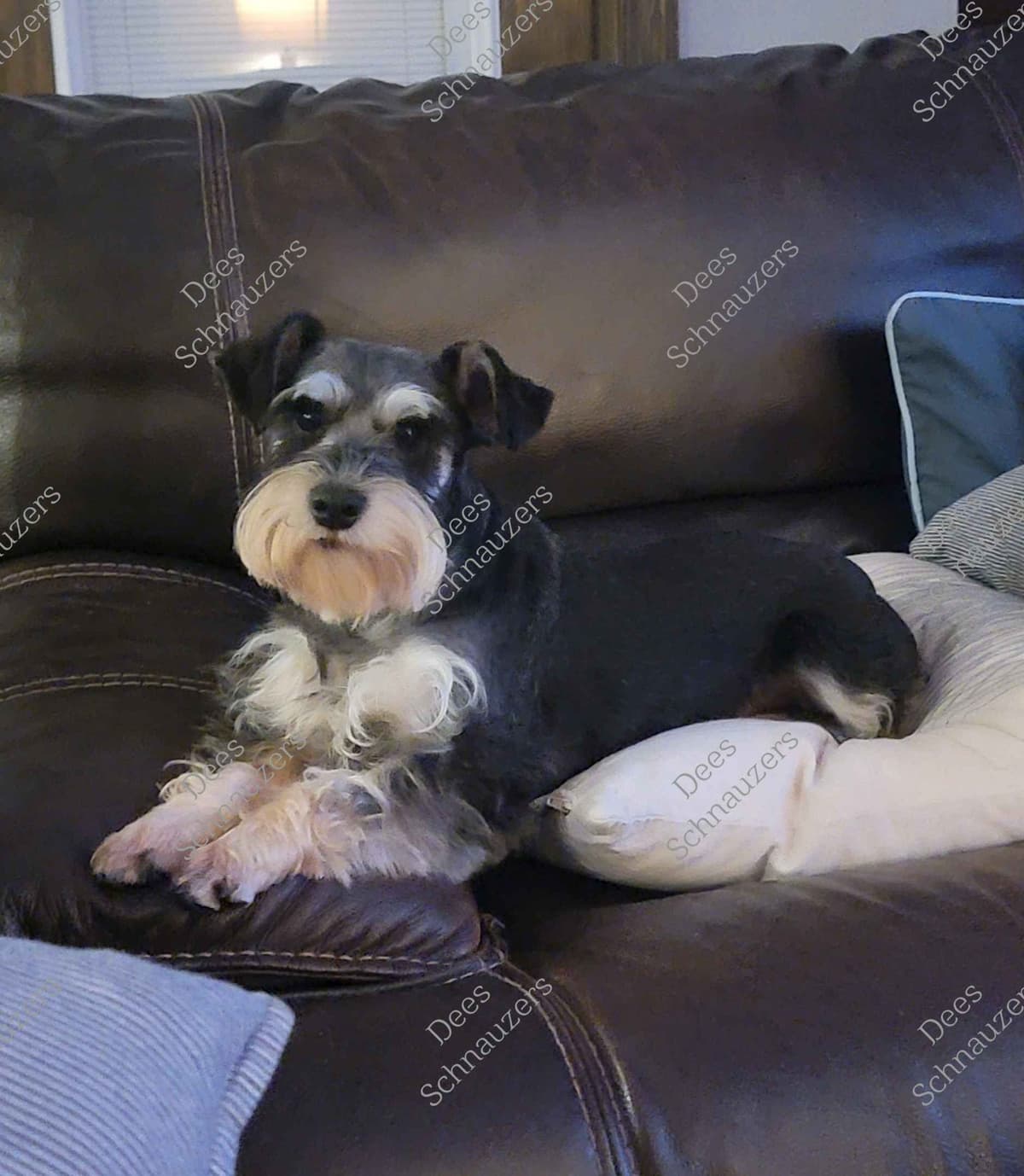 Dees Schnauzers- mini schnauzer pups breeder image 21