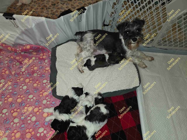 Dees Schnauzers- mini schnauzer pups media 6