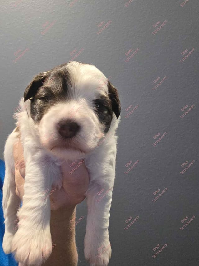 Dees Schnauzers- mini schnauzer pups media 2