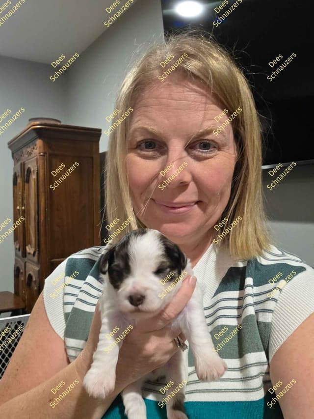 Dees Schnauzers- mini schnauzer pups media 4