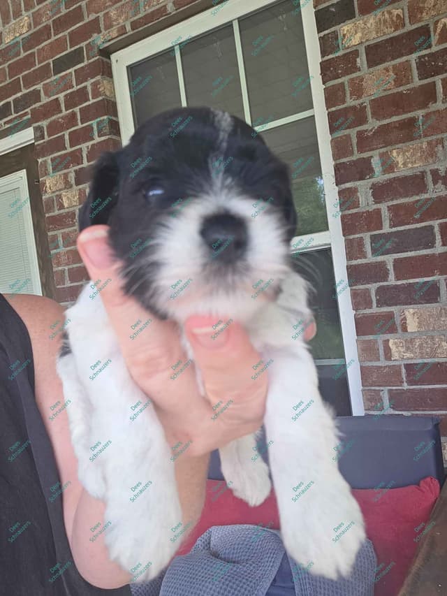 Dees Schnauzers- mini schnauzer pups media 3