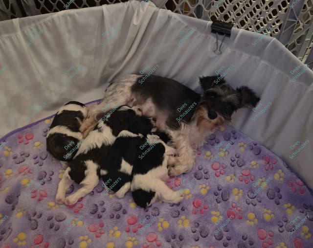 Dees Schnauzers- mini schnauzer pups media 5