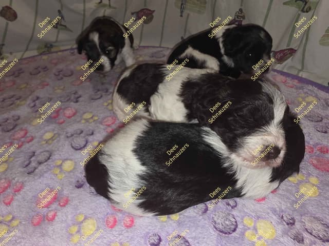 Dees Schnauzers- mini schnauzer pups media 8