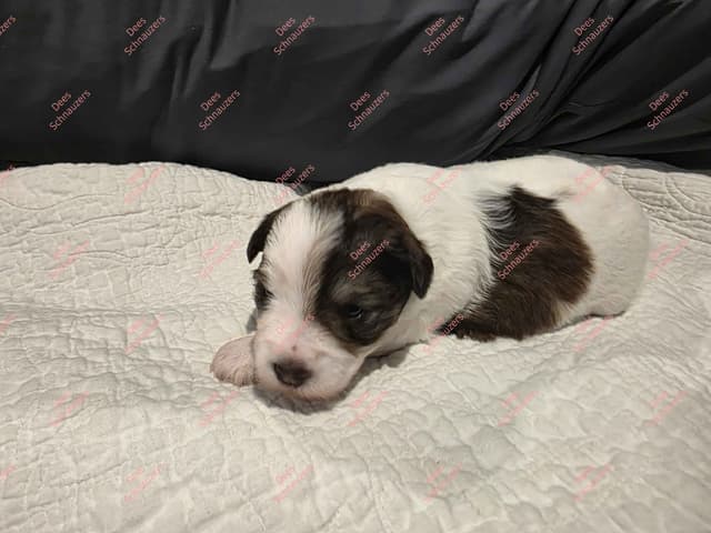 Dees Schnauzers- mini schnauzer pups media 12