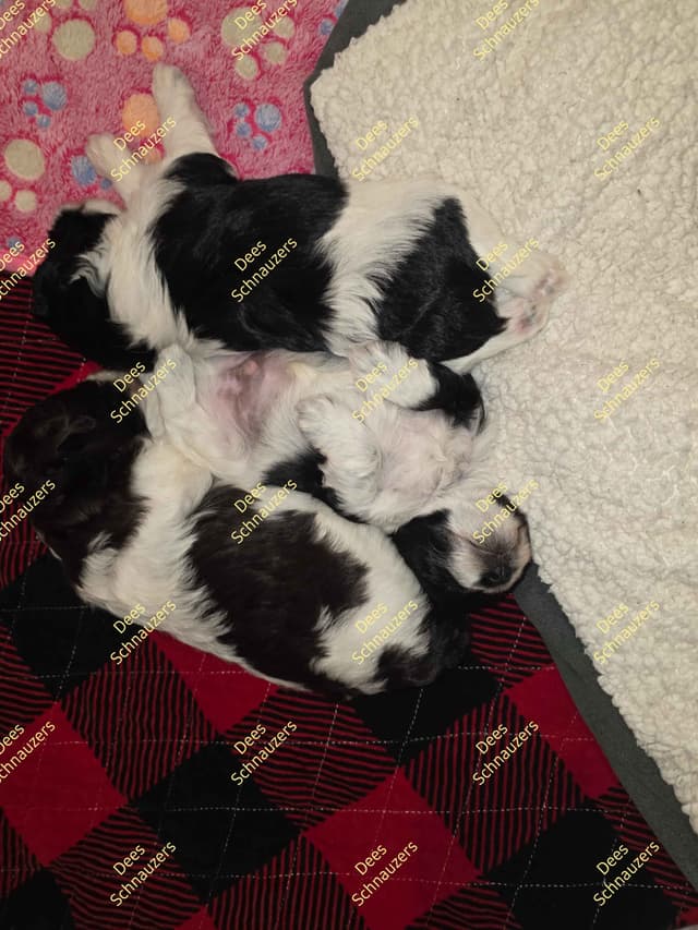 Dees Schnauzers- mini schnauzer pups media 13