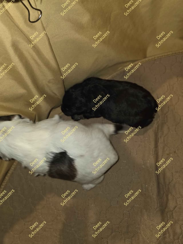 Dees Schnauzers- mini schnauzer pups media 15