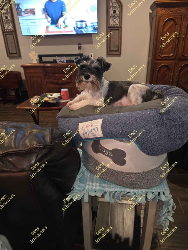 Dees Schnauzers- mini schnauzer pups media 16