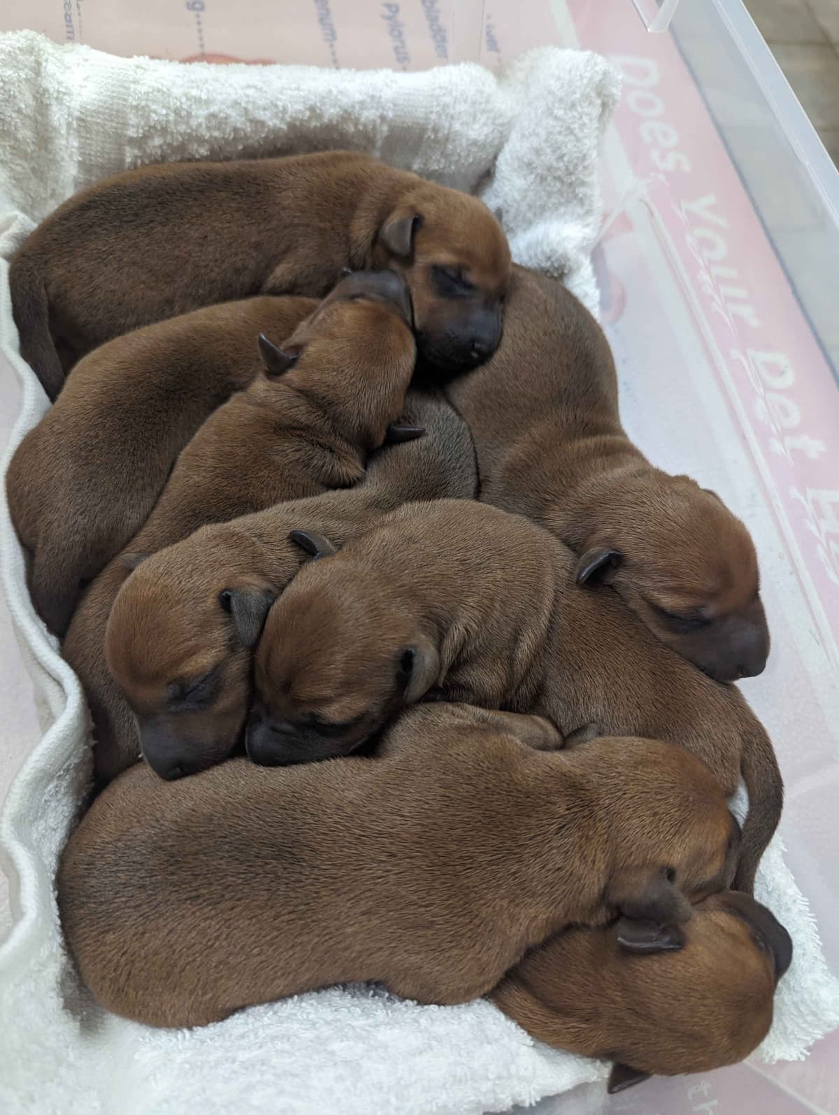 Meet our bright, bold, and beautiful Irish Terrier puppies! breeder image 1