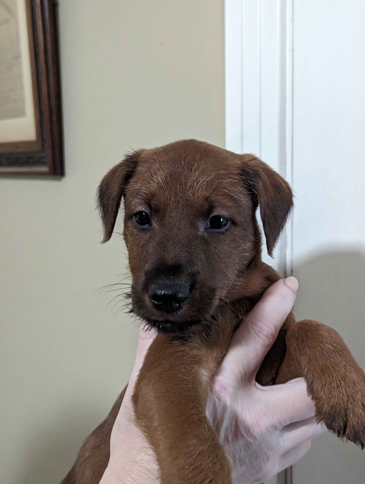 Meet our bright, bold, and beautiful Irish Terrier puppies! breeder image 2