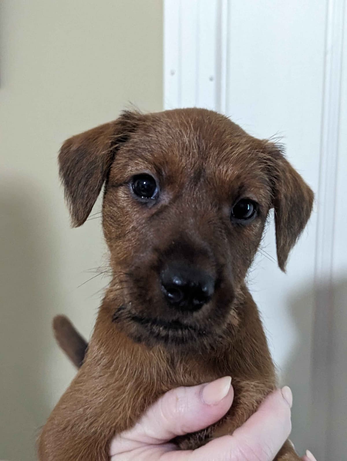 Meet our bright, bold, and beautiful Irish Terrier puppies! breeder image 4