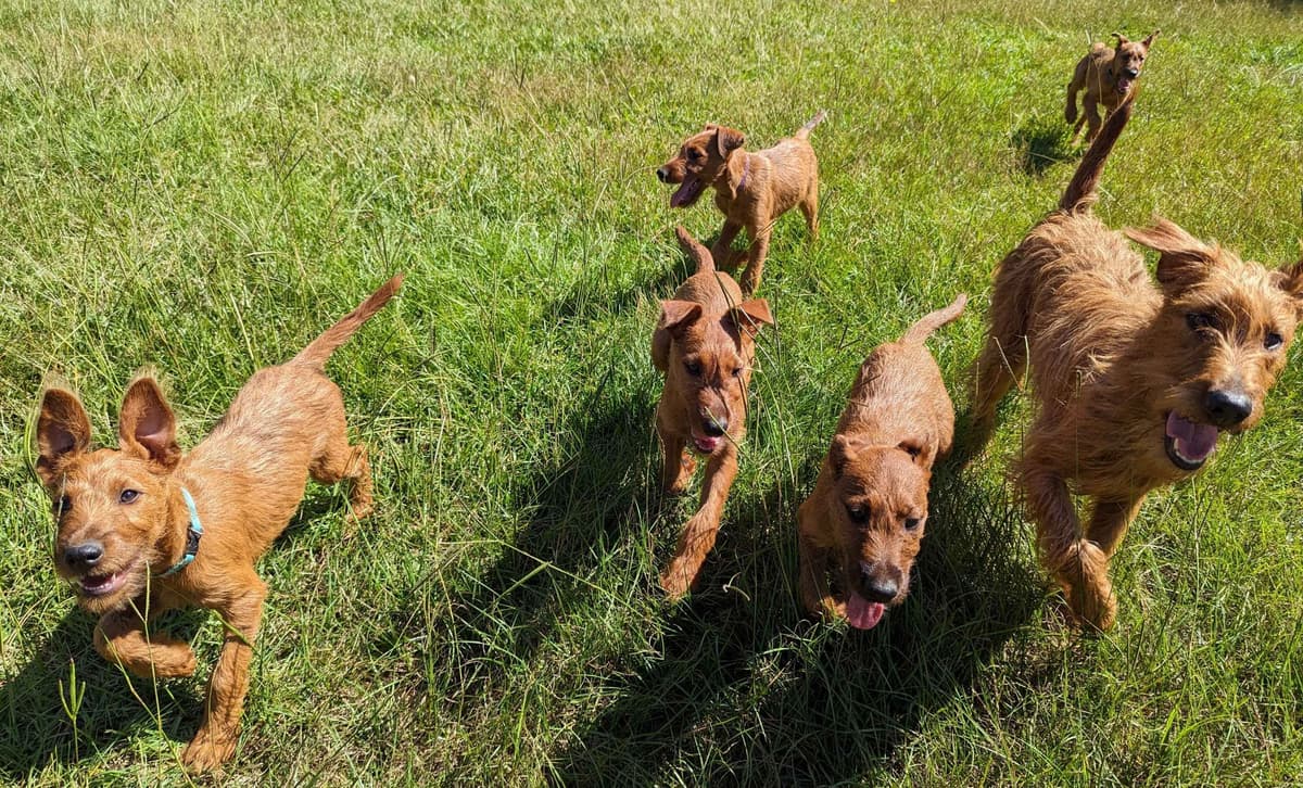 Meet our bright, bold, and beautiful Irish Terrier puppies! breeder image 3