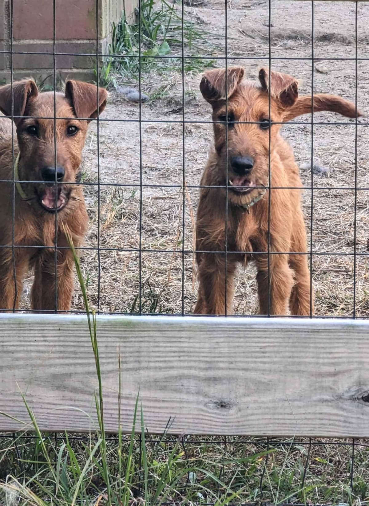 Meet our bright, bold, and beautiful Irish Terrier puppies! breeder image 7