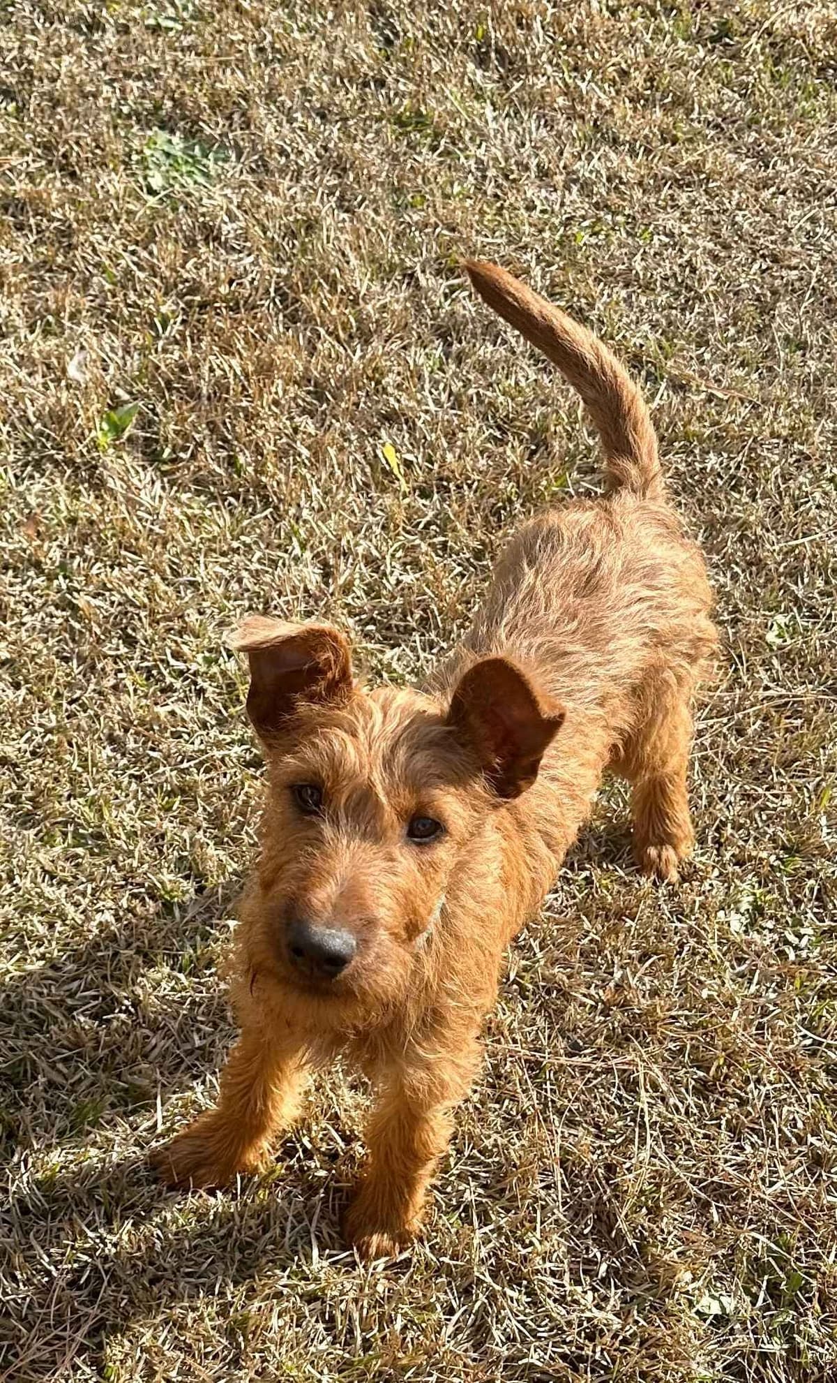 Meet our bright, bold, and beautiful Irish Terrier puppies! breeder image 8