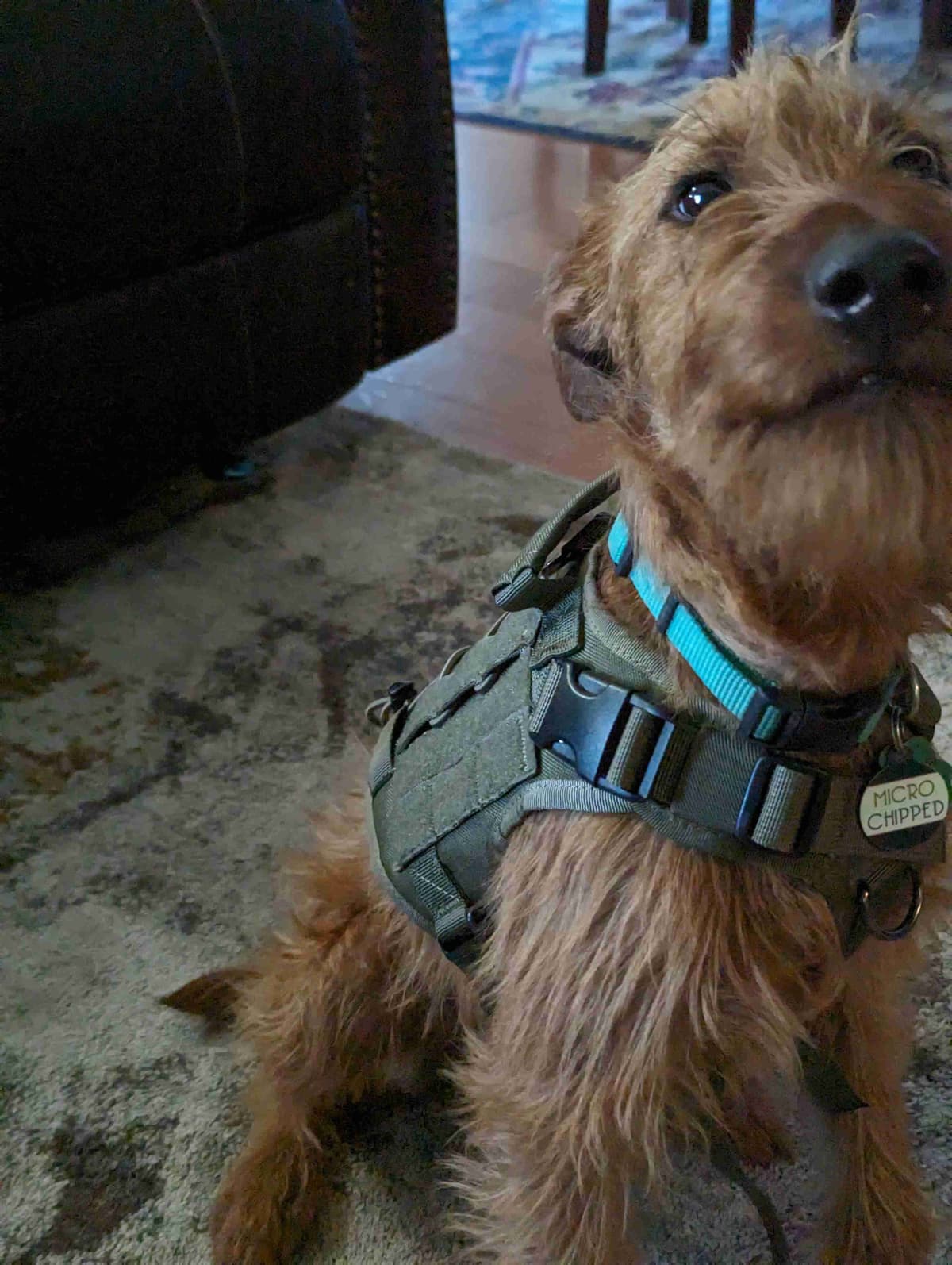 Meet our bright, bold, and beautiful Irish Terrier puppies! breeder image 9