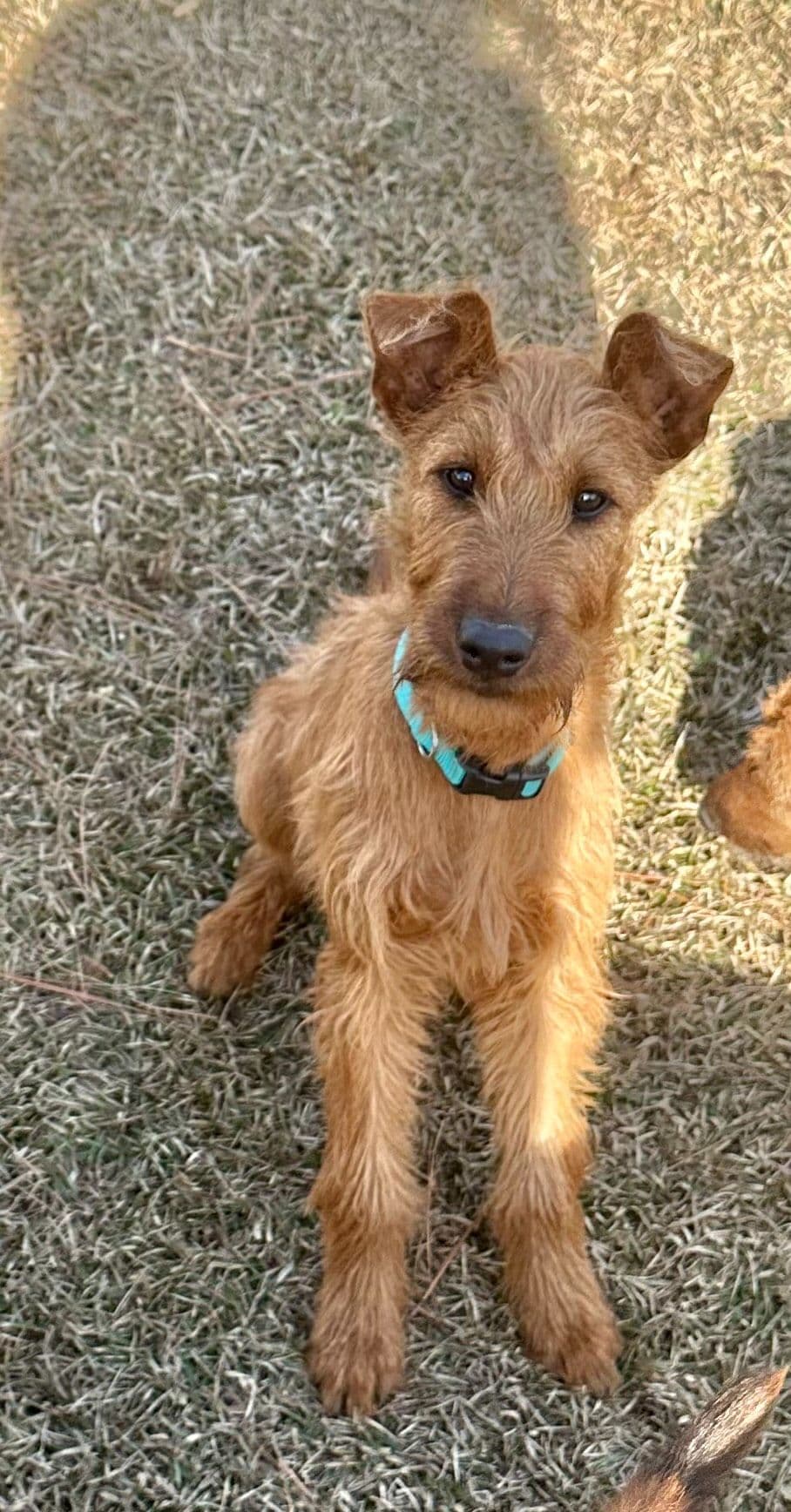 Meet our bright, bold, and beautiful Irish Terrier puppies! breeder image 10
