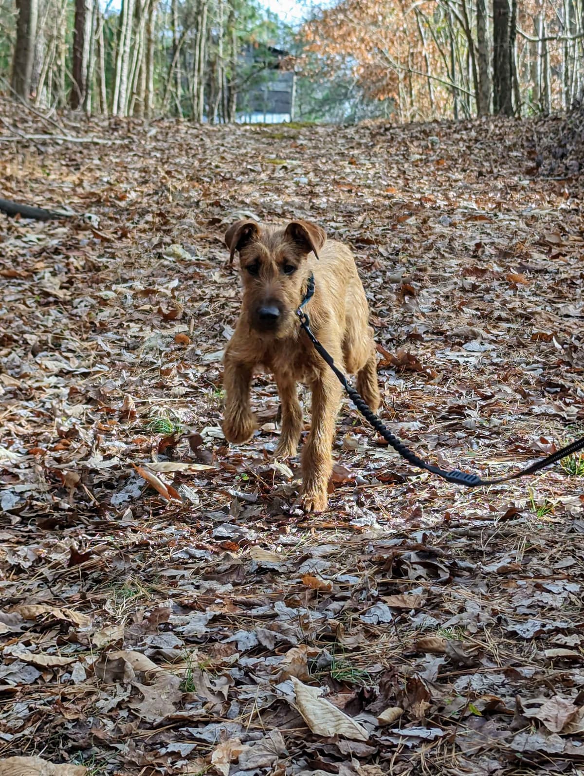 Meet our bright, bold, and beautiful Irish Terrier puppies! breeder image 11